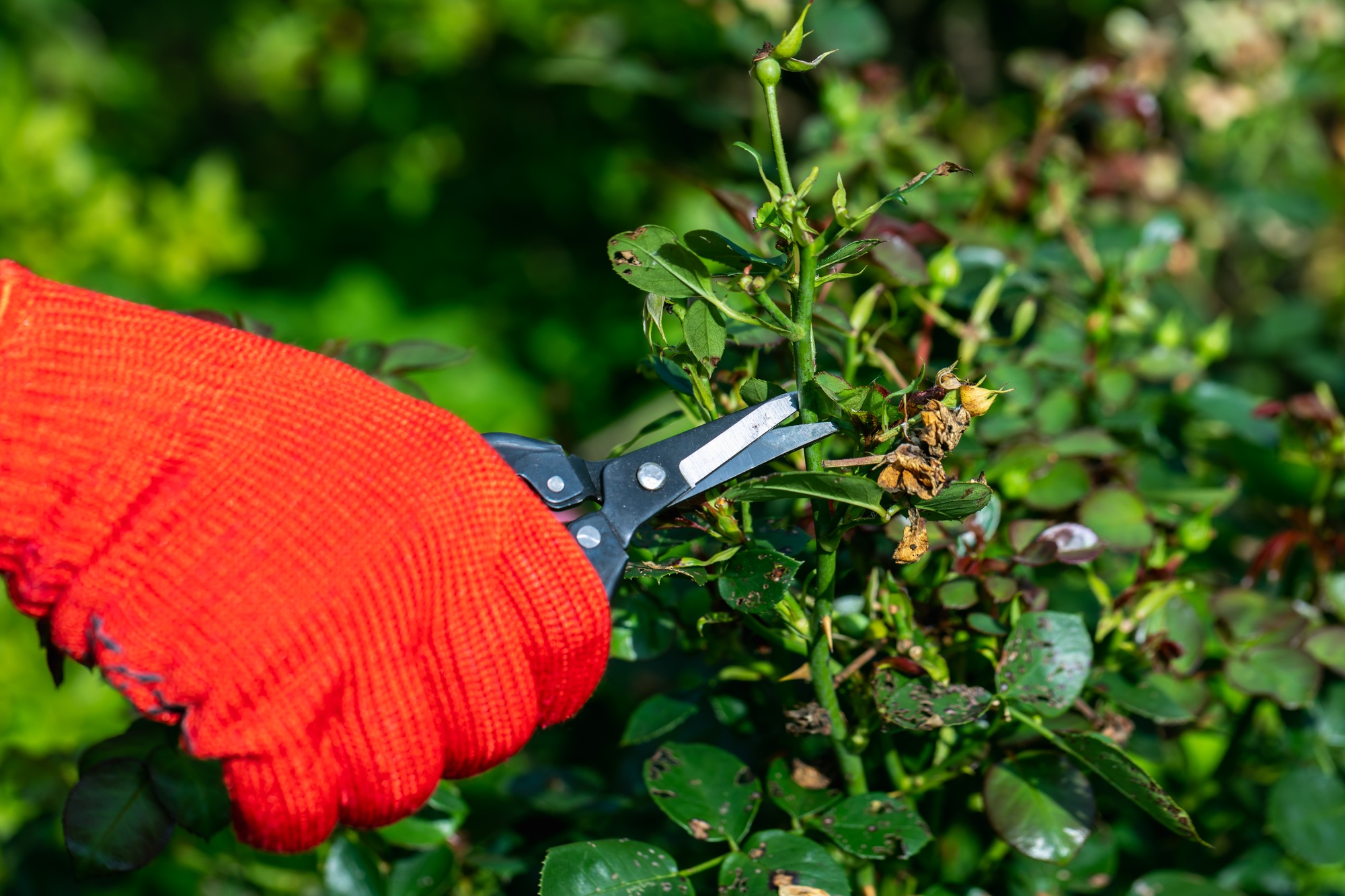 gardener in red gloves makes pruning with pruning shears faded roses flowers