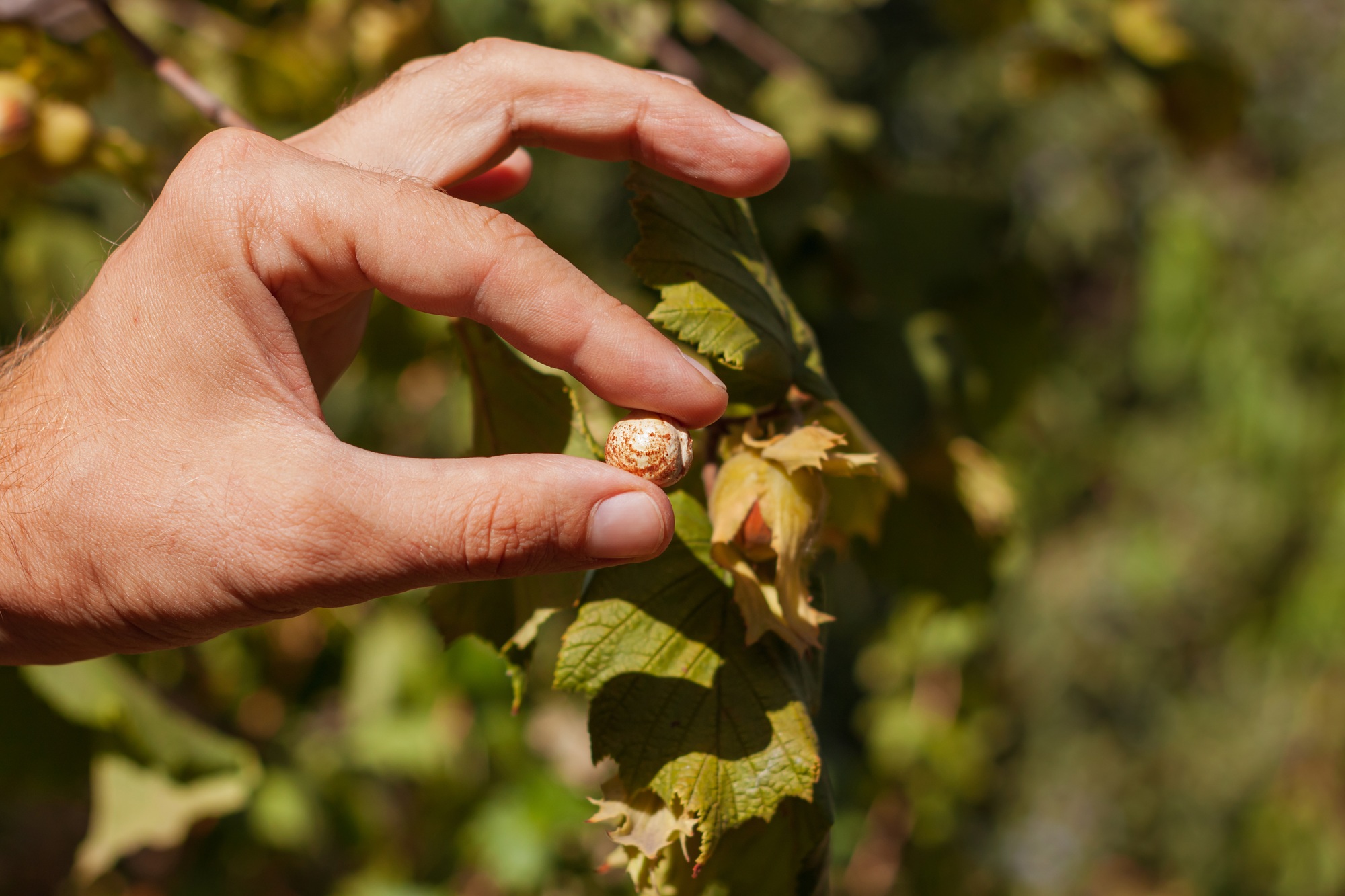 Ripe hazelnuts in gardener hand hazel tree branch garden. Growing nuts home backyard. Dietary fiber