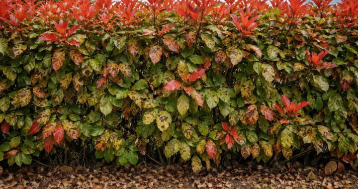 découvrez une analyse complète des inconvénients du photinia, une plante populaire, pour mieux comprendre ses limites et bien choisir votre végétation.