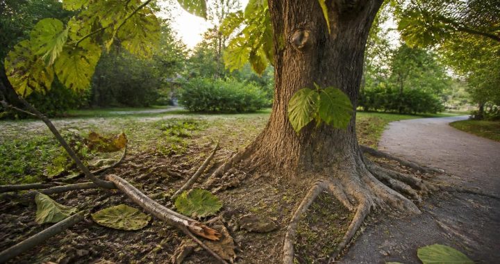 découvrez les principaux inconvénients du catalpa afin de mieux gérer et maîtriser cet arbre dans votre jardin.