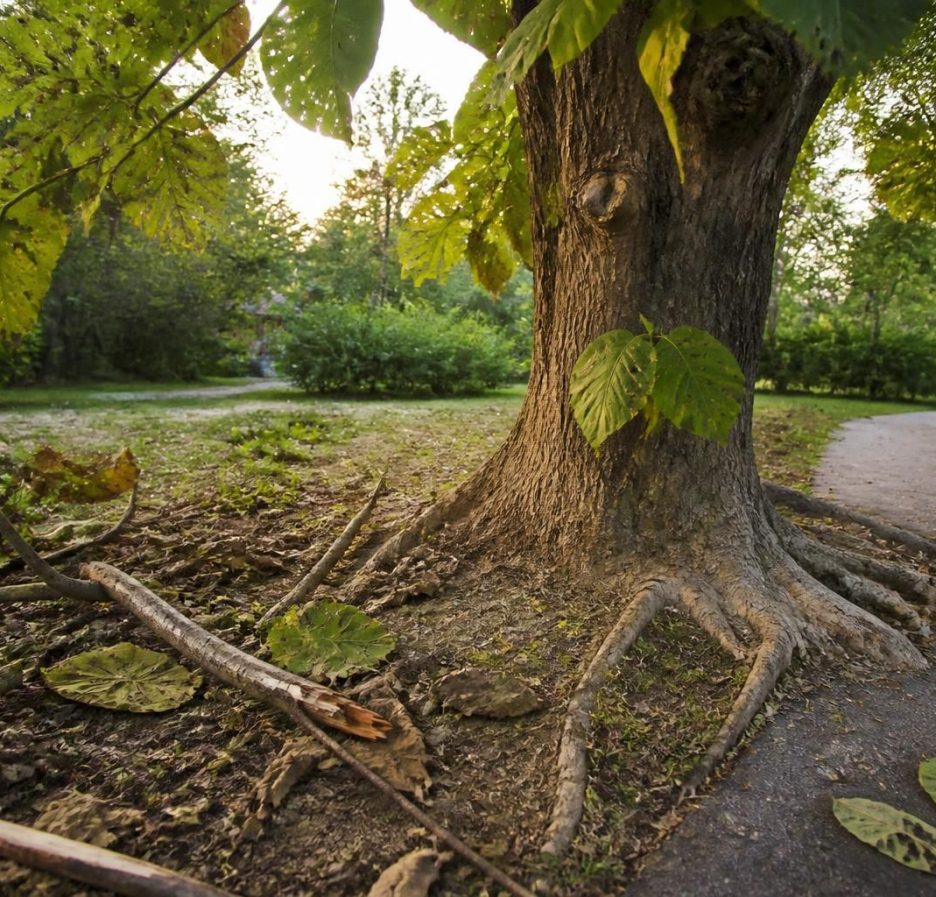 découvrez les principaux inconvénients du catalpa afin de mieux gérer et maîtriser cet arbre dans votre jardin.