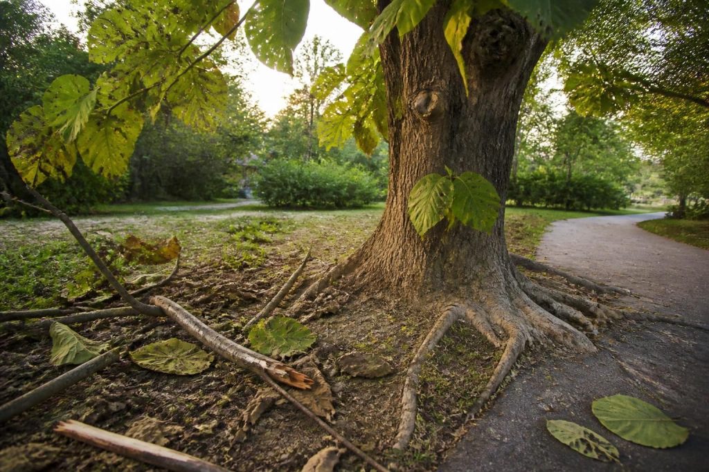 découvrez les principaux inconvénients du catalpa afin de mieux gérer et maîtriser cet arbre dans votre jardin.