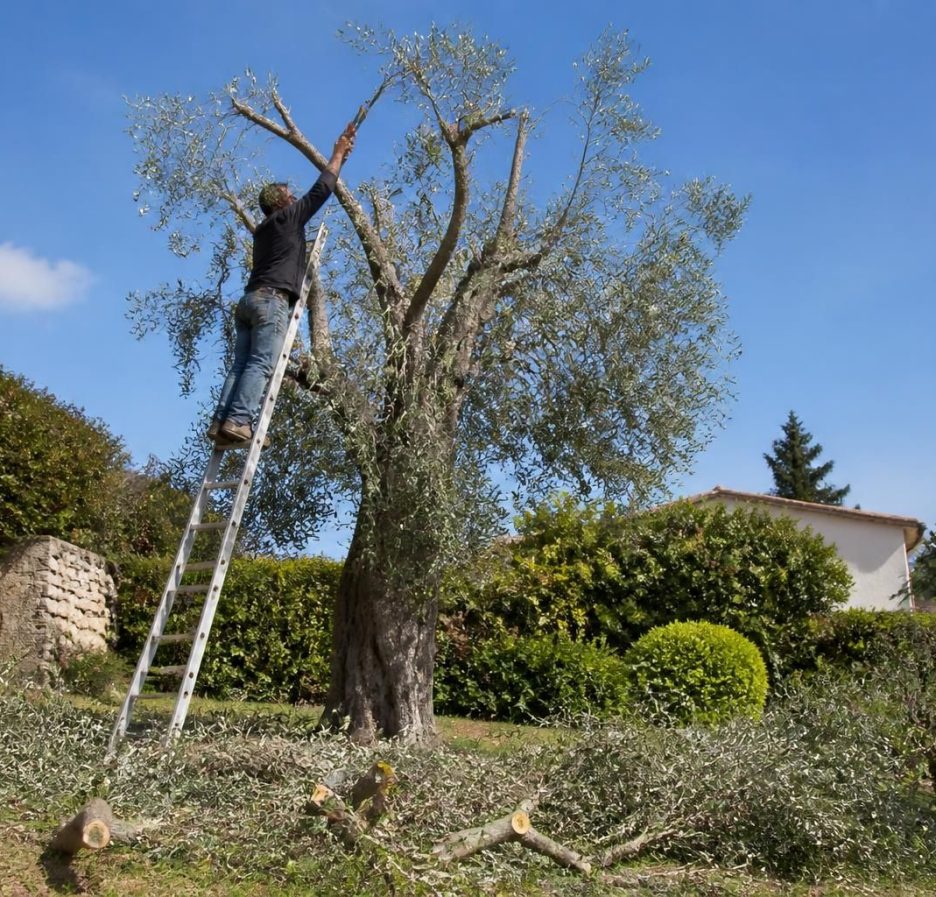 découvrez les erreurs courantes à éviter pour bien tailler un olivier trop haut et assurer sa santé et sa beauté tout au long de l'année.