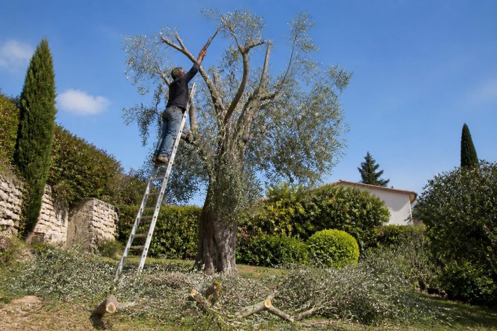 découvrez les erreurs courantes à éviter pour bien tailler un olivier trop haut et assurer sa santé et sa beauté tout au long de l'année.